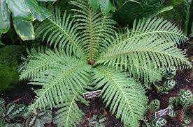 Blechnum Brasiliense (Brazilian Tree Fern)