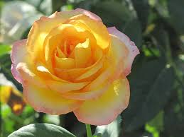 Rosa 'Gold Medal' (Gold Medal Standard Rose)