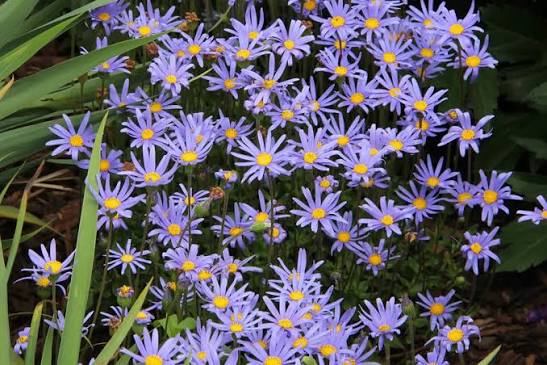 Felicia amelloides (Blue Marguerite)