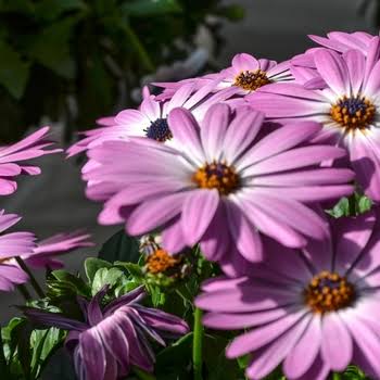 Osteospermum Tradewinds™ Pink (Tradewinds™ Pink African Daisy)