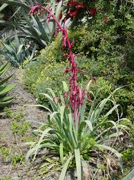 Beschorneria Yuccoides (Mexican Lily / False Yucca)