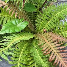 Blechnum Brasiliense (Brazilian Tree Fern)