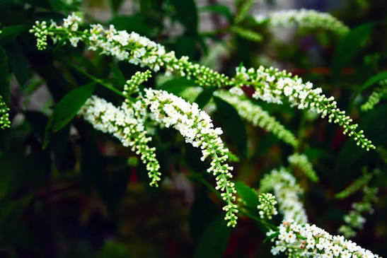 Buddleja 'Spring Promise' (Spring Promise Butterfly Bush)