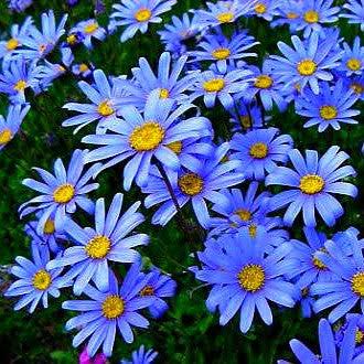 Felicia amelloides (Blue Marguerite)