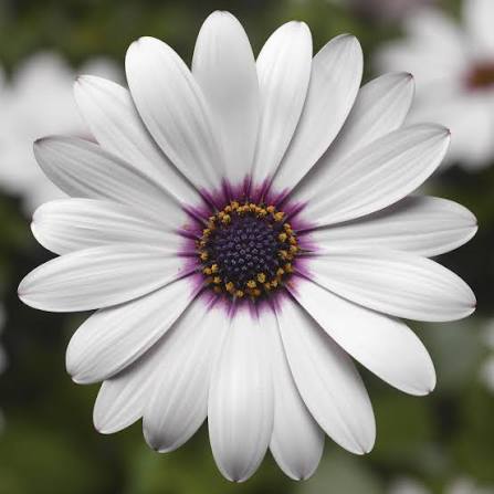 Osteospermum Tradewinds™ White (Tradewinds™ White African Daisy)