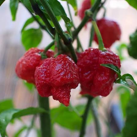 Capsicum Chinense (Scorpion Moruga Chilli)