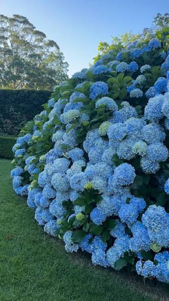 Hydrangea macrophylla ‘Trail Blazer Blue’ (Trail Blazer Blue Hydrangea)