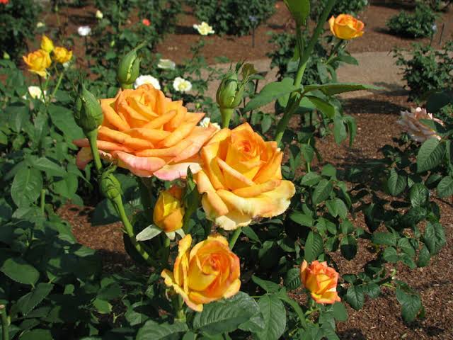 Rosa 'Gold Medal' (Gold Medal Standard Rose)