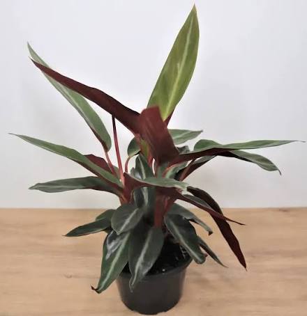 Stromanthe Sanguinea (Stromanthe)