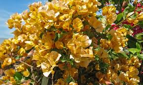 Bougainvillea Glabra 'California Gold' (Golden Bougainvillea)