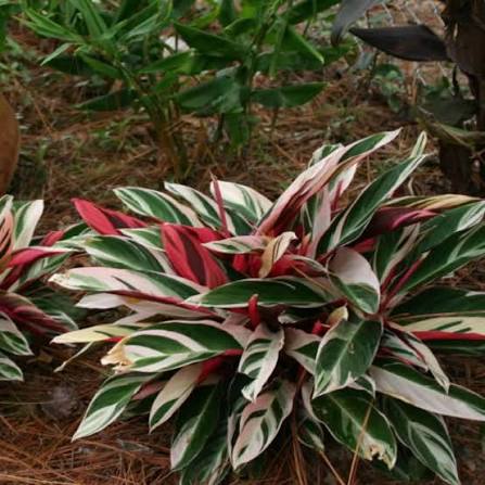 Stromanthe Sanguinea (Stromanthe)