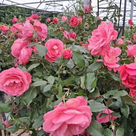 Rosa 'Happy Anniversary' (Happy Anniversary Standard Rose)