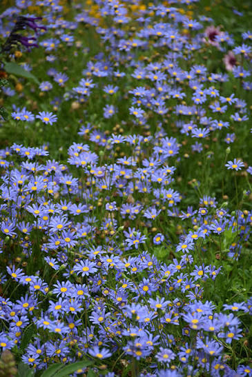 Felicia amelloides (Blue Marguerite)