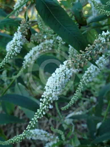 Buddleja 'Spring Promise' (Spring Promise Butterfly Bush)