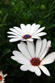 Osteospermum Tradewinds™ White (Tradewinds™ White African Daisy)