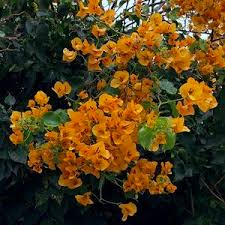 Bougainvillea Glabra 'California Gold' (Golden Bougainvillea)