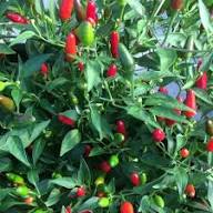Capsicum Annuum (Thai Hot Chilli)