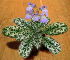 Chirita Sinensis (Primulina Sinensis / Chinese Chirita)