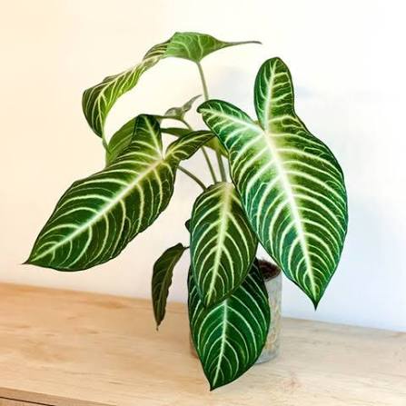 Xanthosoma Lindenii 'Magnificum' (Magnificum Angel Wing Plant)