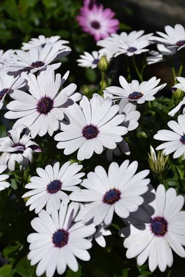 Osteospermum Tradewinds™ White (Tradewinds™ White African Daisy)