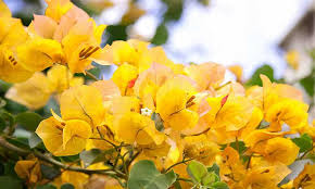 Bougainvillea Glabra 'California Gold' (Golden Bougainvillea)