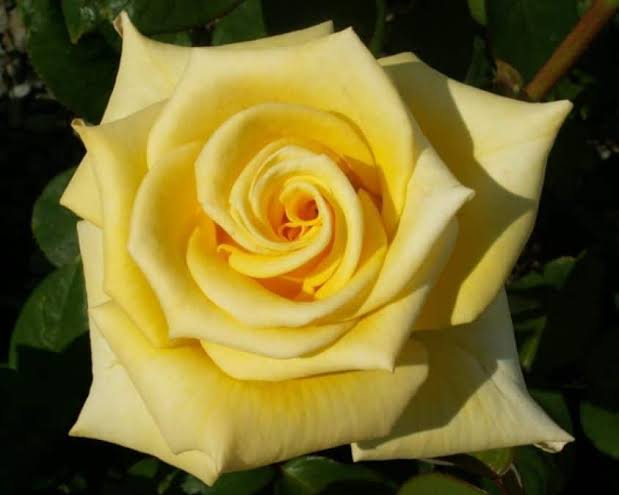 Rosa 'Helmut Schmidt' (Helmut Schmidt Standard Rose)