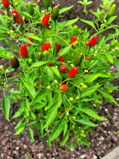 Capsicum Annuum (Thai Hot Chilli)