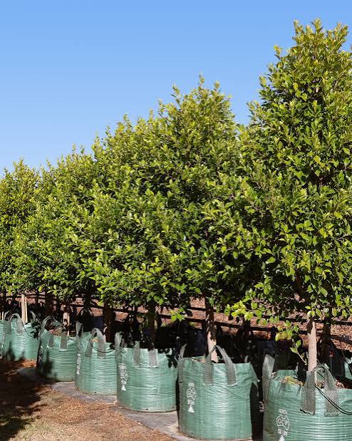 Ficus hillii ‘Flash’ (Flash Hill’s Fig)