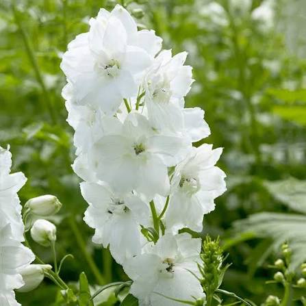 Delphinium grandiflorum 'Guardian White' (Guardian White Delphinium)