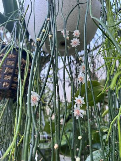 Rhipsalis Puniceo-Discus (Mistletoe Cactus)