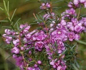 Hypocalymma robustum (Swan River Myrtle)