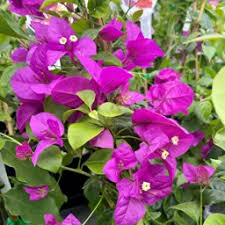 Bougainvillea Glabra ‘Magnifica’ (Magnifica Bougainvillea)