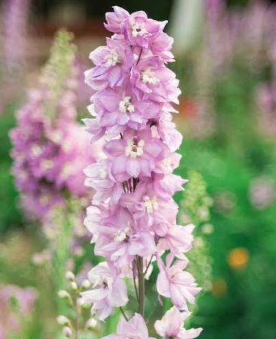 Delphinium 'Magic Fountain Cherry Blossom' (Magic Fountain Cherry Blossom Delphinium)
