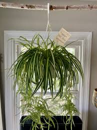 Chlorophytum Comosum (Spider Plant Hanging Basket)