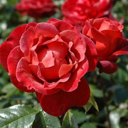 Rosa 'Hot Chocolate' (Hot Chocolate Standard Rose)