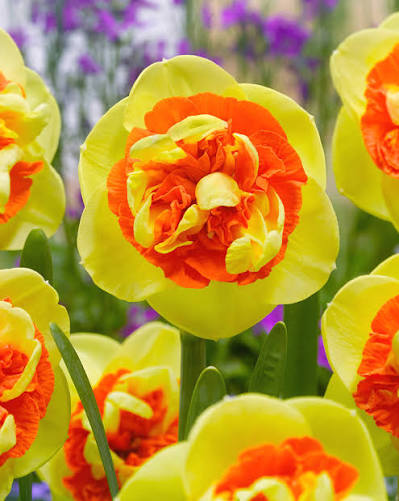 Narcissus Spp. 'Kiwi Sunset' (Kiwi Sunset Daffodil)