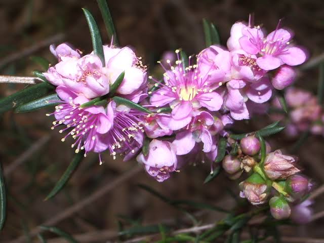 Hypocalymma robustum (Swan River Myrtle)