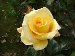 Rosa 'Glorious' (Glorious Hybrid Tea Rose)