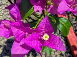Bougainvillea Glabra ‘Magnifica Traillii’ (Trailing Magnifica Bougainvillea)