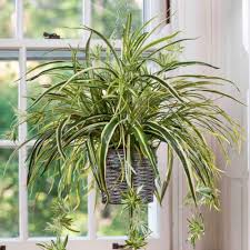 Chlorophytum Comosum (Spider Plant Hanging Basket)