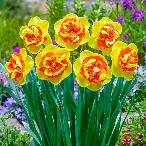 Narcissus Spp. 'Kiwi Sunset' (Kiwi Sunset Daffodil)