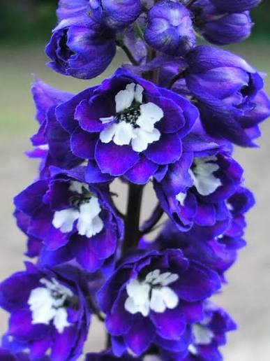 Delphinium 'Magic Fountain Dark Blue White Bee' (Magic Fountain Dark Blue White Bee Delphinium)
