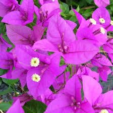 Bougainvillea Glabra ‘Magnifica Traillii’ (Trailing Magnifica Bougainvillea)
