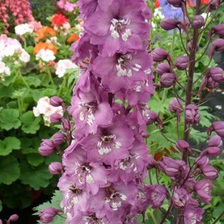 Delphinium 'Magic Fountain Lilac Pink White Bee' (Magic Fountain Lilac Pink White Bee Delphinium)