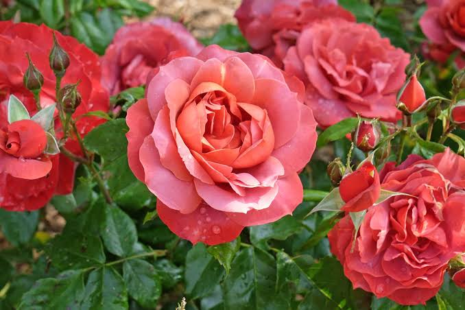 Rosa 'Hot Chocolate' (Hot Chocolate Standard Rose)
