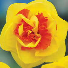 Narcissus Spp. 'Kiwi Sunset' (Kiwi Sunset Daffodil)