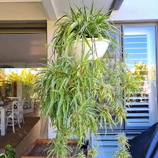 Chlorophytum Comosum (Spider Plant Hanging Basket)