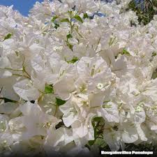 Bougainvillea Glabra ‘Penelope’ (White Bougainvillea)