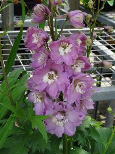 Delphinium 'Magic Fountain Lilac Pink White Bee' (Magic Fountain Lilac Pink White Bee Delphinium)