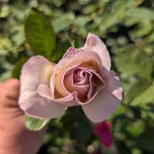 Rosa 'Vintage' (Vintage Hybrid Tea Rose)